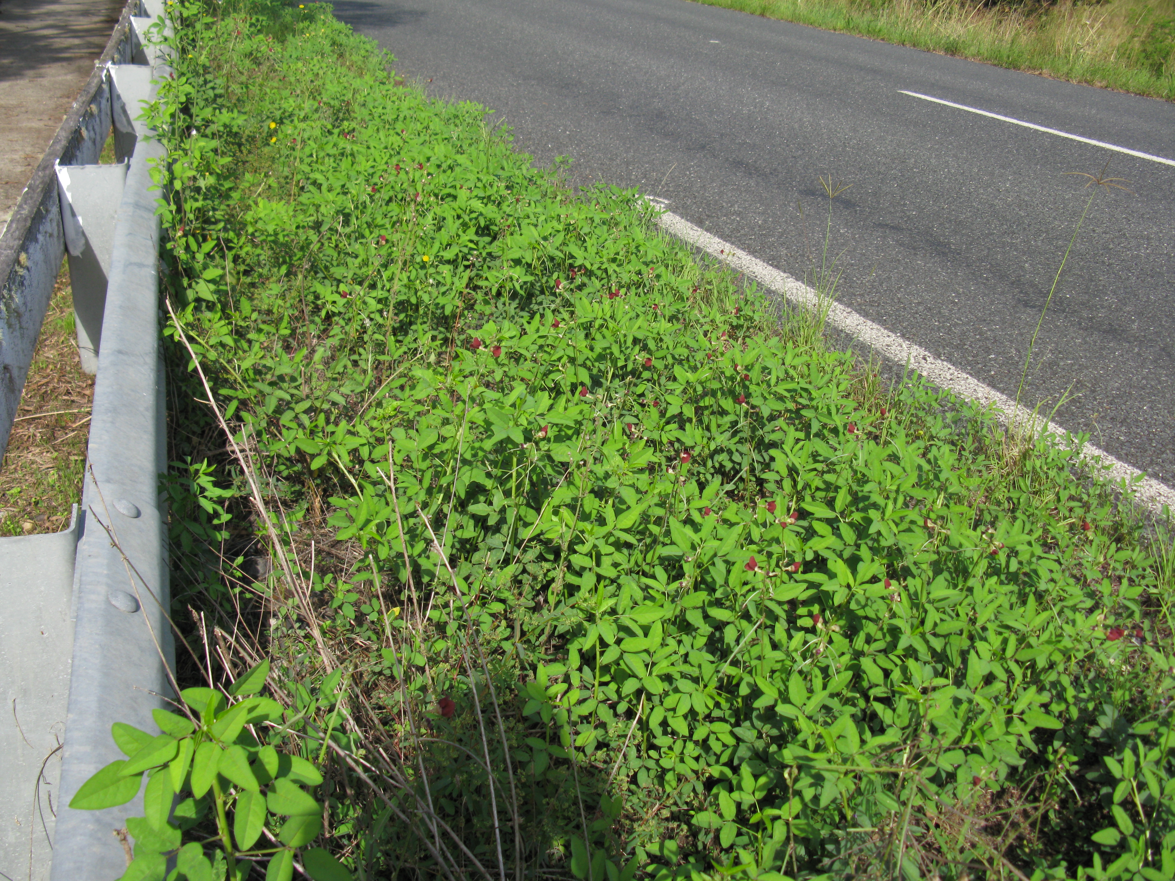 Wild Bushbean photo 5