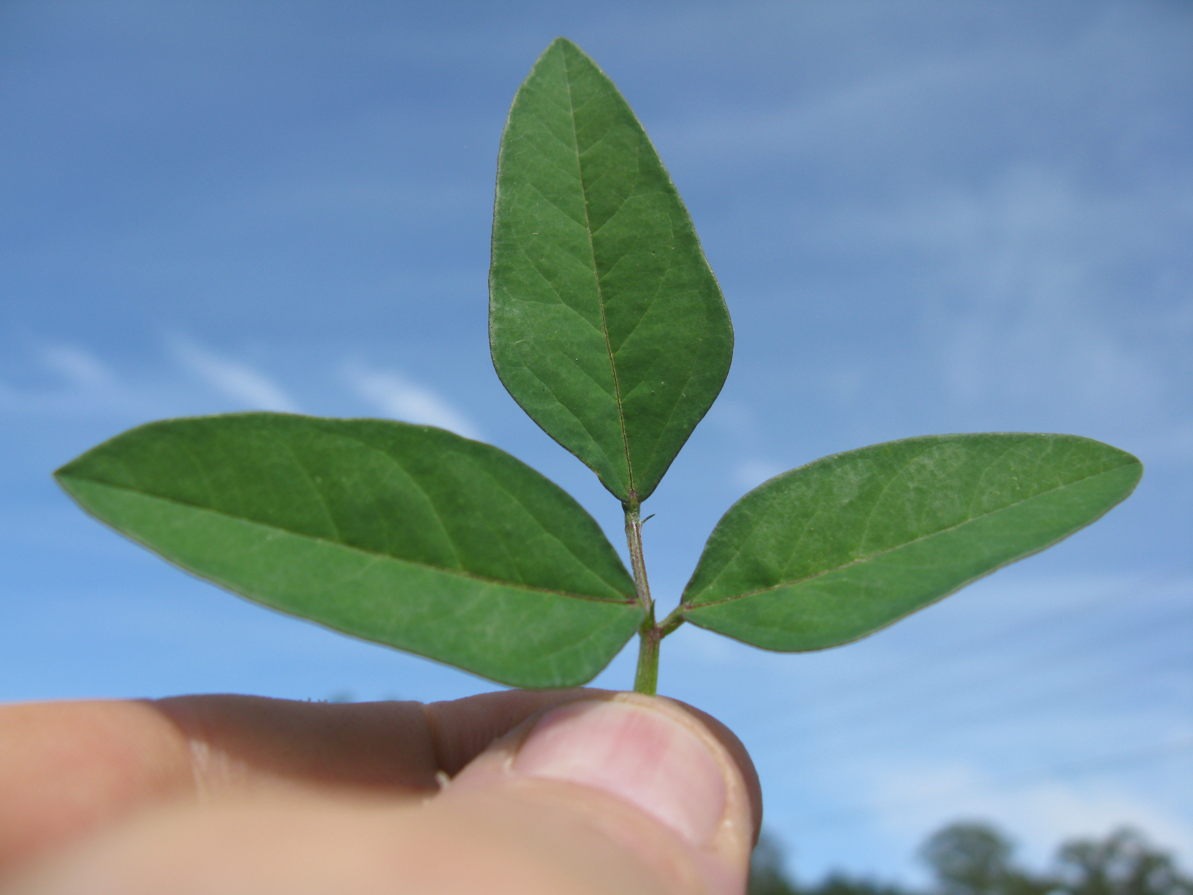 Wild Bushbean photo 6