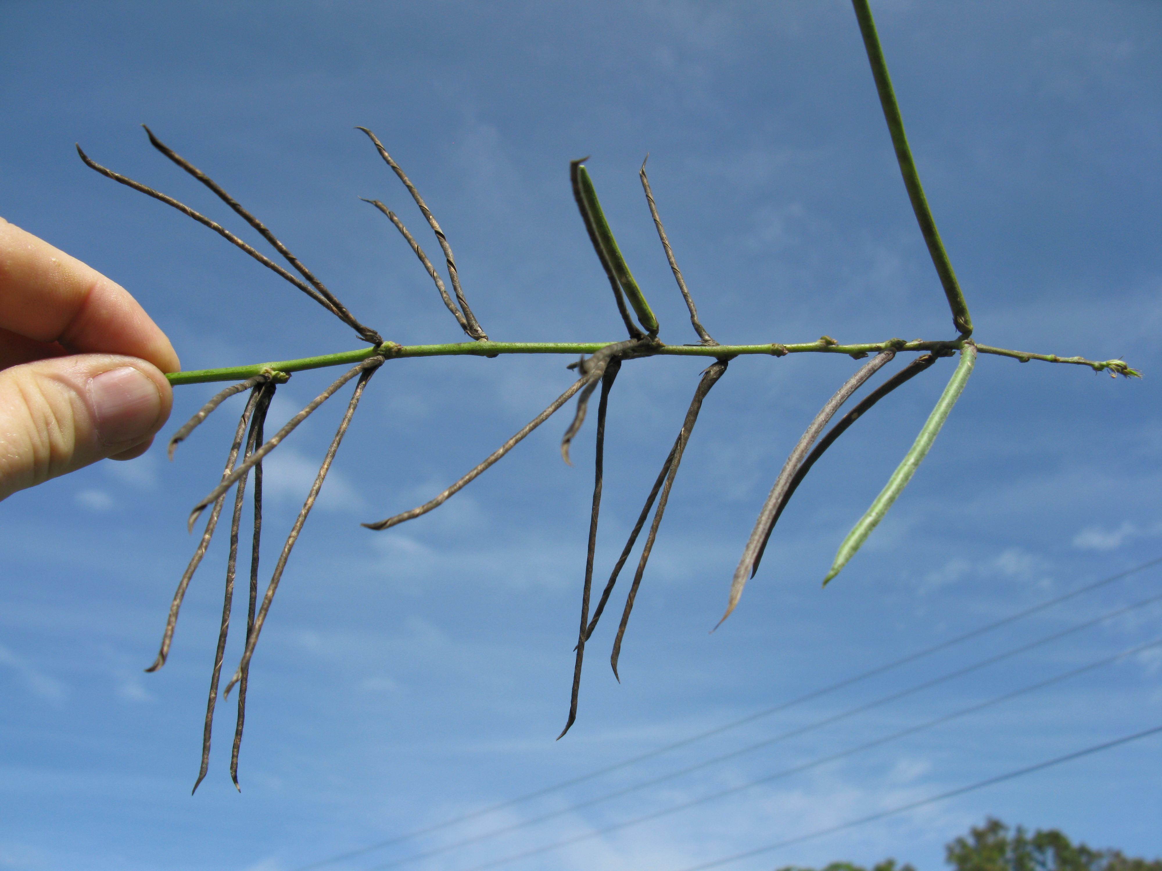 Wild Bushbean photo 7