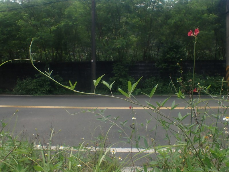 Wild Bushbean photo 5