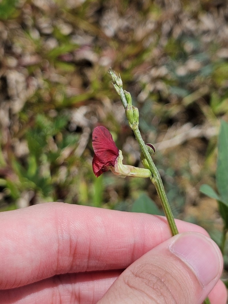 Wild Bushbean photo 6