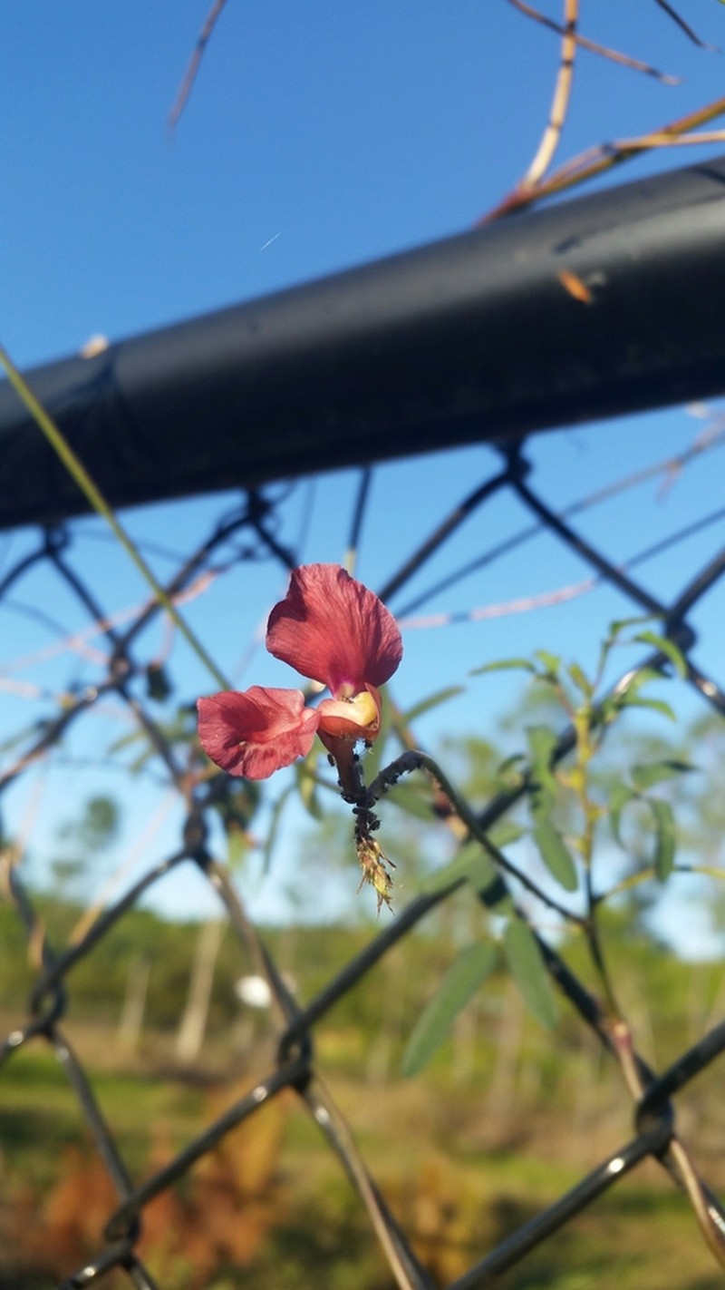 Wild Bushbean photo 7