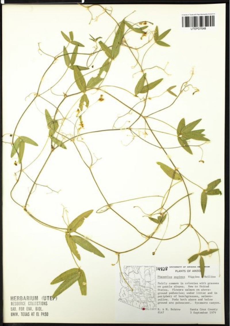 Supine Bean