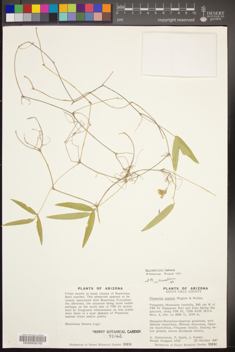 Supine Bean photo 5