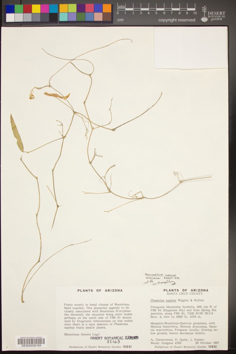 Supine Bean photo 6