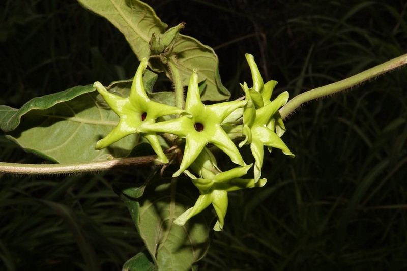 Macroscepis morilloana
