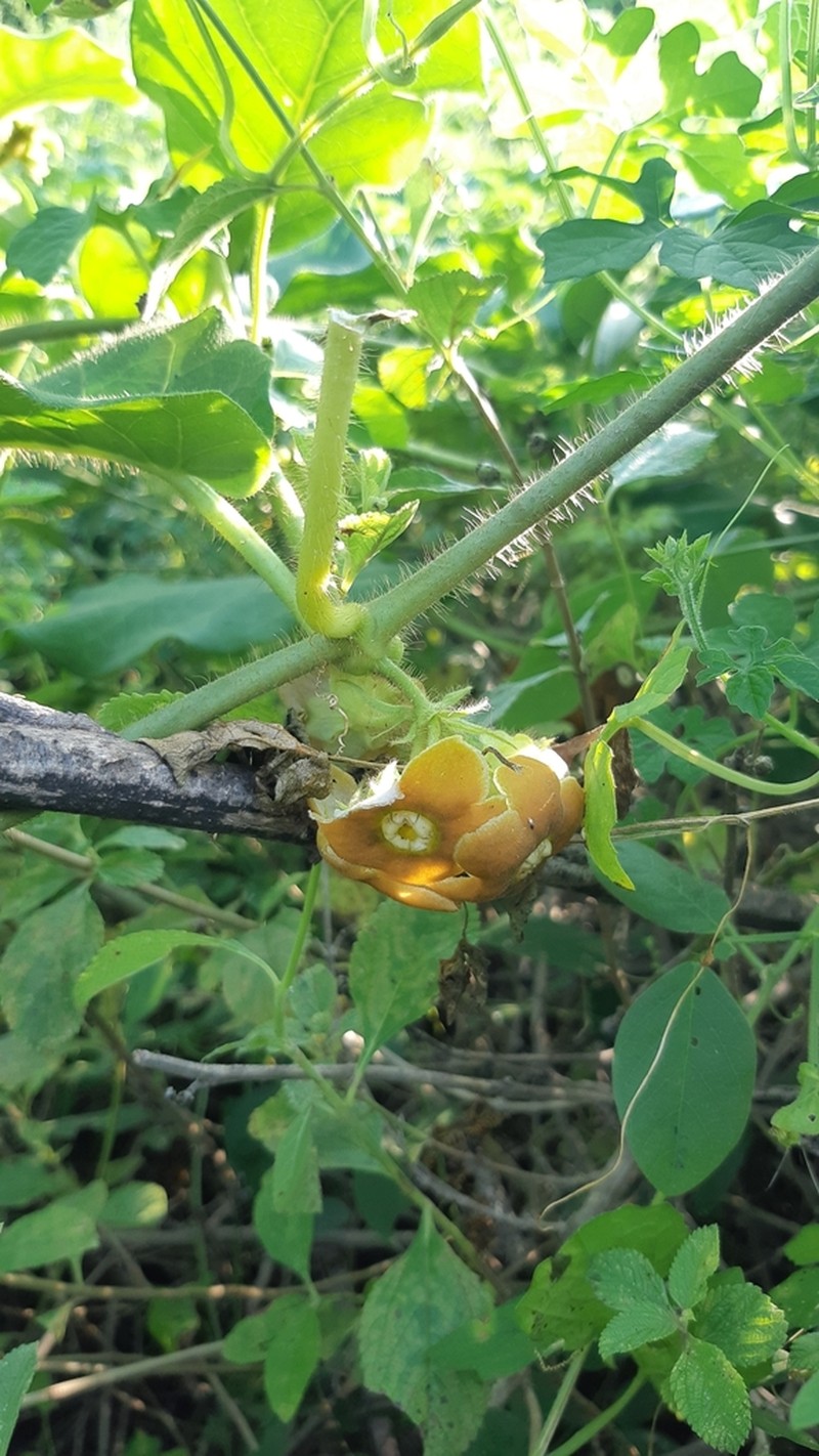 Macroscepis sinalobolana