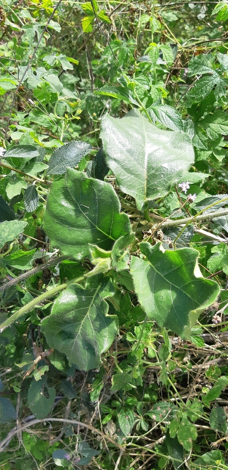 Macroscepis sinalobolana photo 2