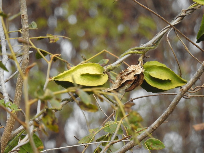 Macroscepis sinalobolana photo 3