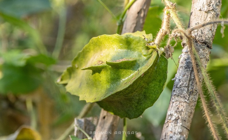 Macroscepis sinalobolana photo 5