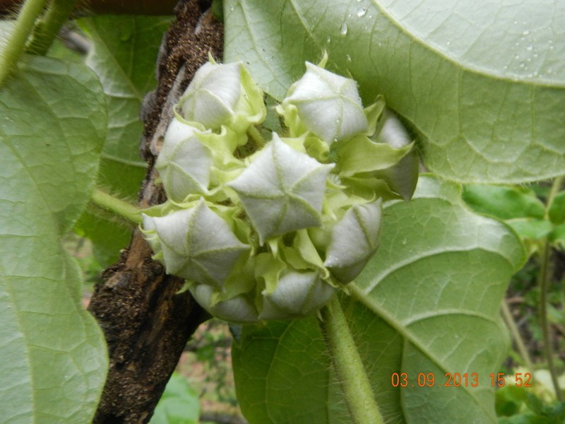 Macroscepis sinalobolana photo 6