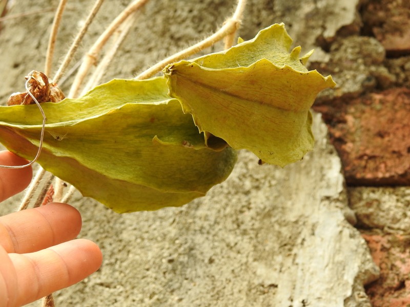 Macroscepis sinalobolana photo 7