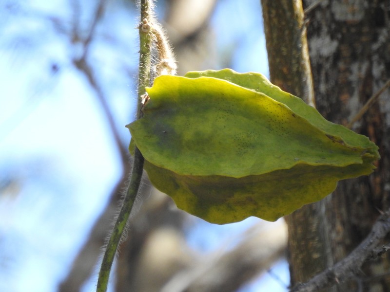 Macroscepis sinalobolana photo 8
