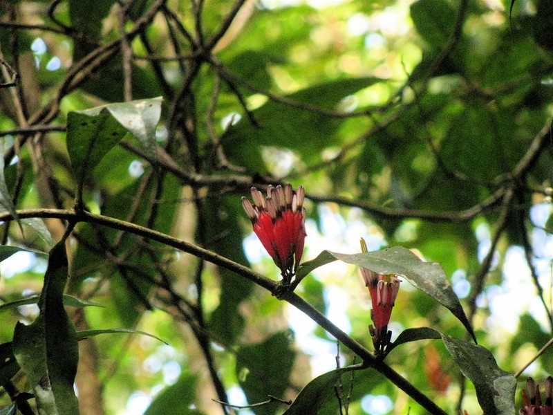 Macrosolen jamilii
