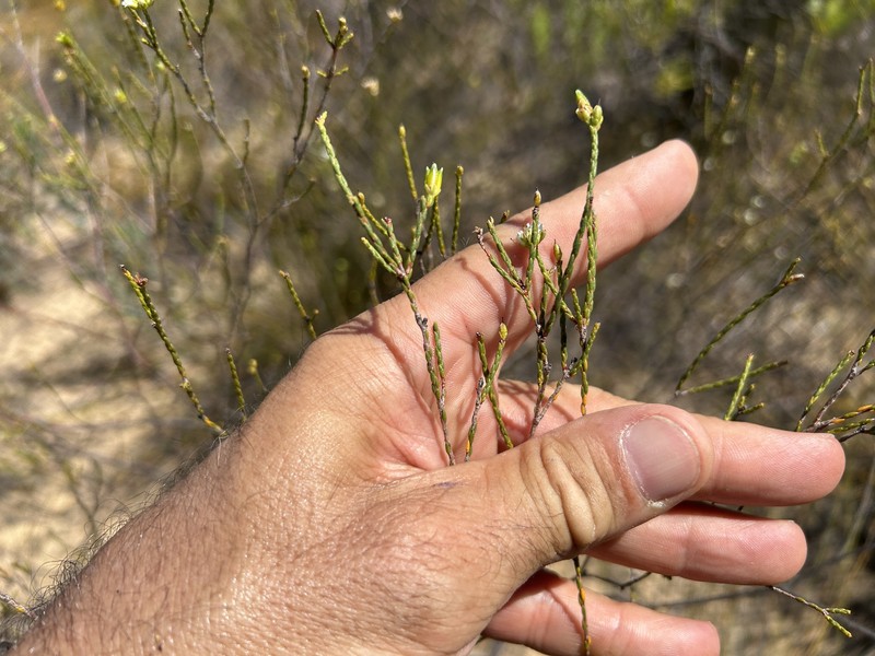 Macrostylis cassiopoides subsp. cassiopoides