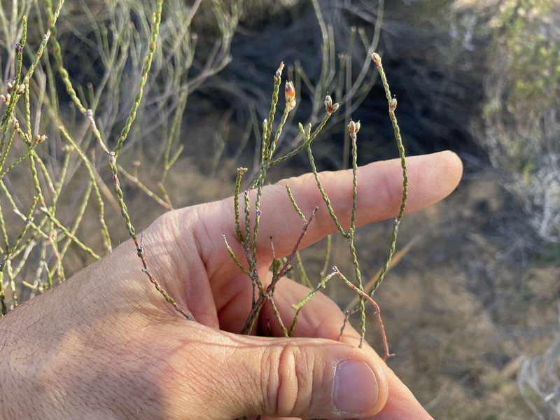 Macrostylis cassiopoides subsp. cassiopoides photo 2