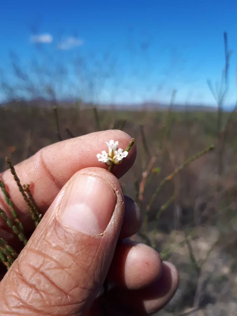 Macrostylis cassiopoides subsp. cassiopoides photo 3