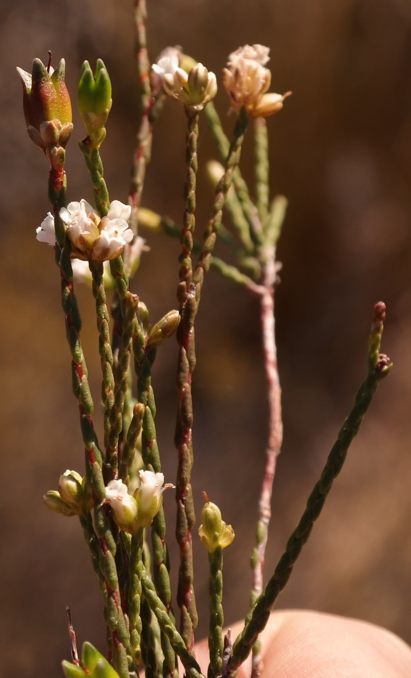 Macrostylis cassiopoides subsp. cassiopoides photo 4