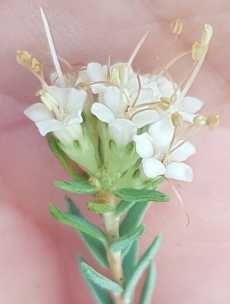 Macrostylis villosa subsp. villosa