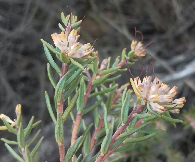 Macrostylis villosa subsp. villosa photo 2