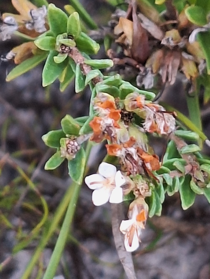 Macrostylis villosa subsp. villosa photo 3