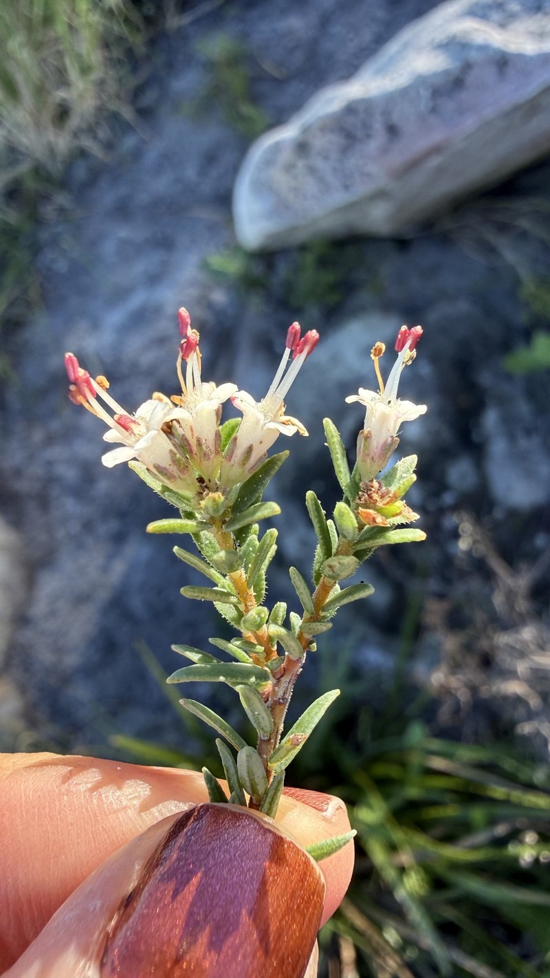 Macrostylis villosa subsp. villosa photo 4
