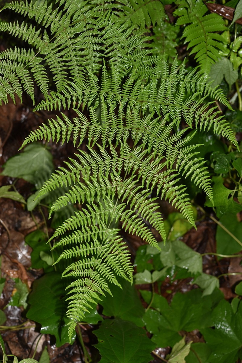 Macrothelypteris contingens
