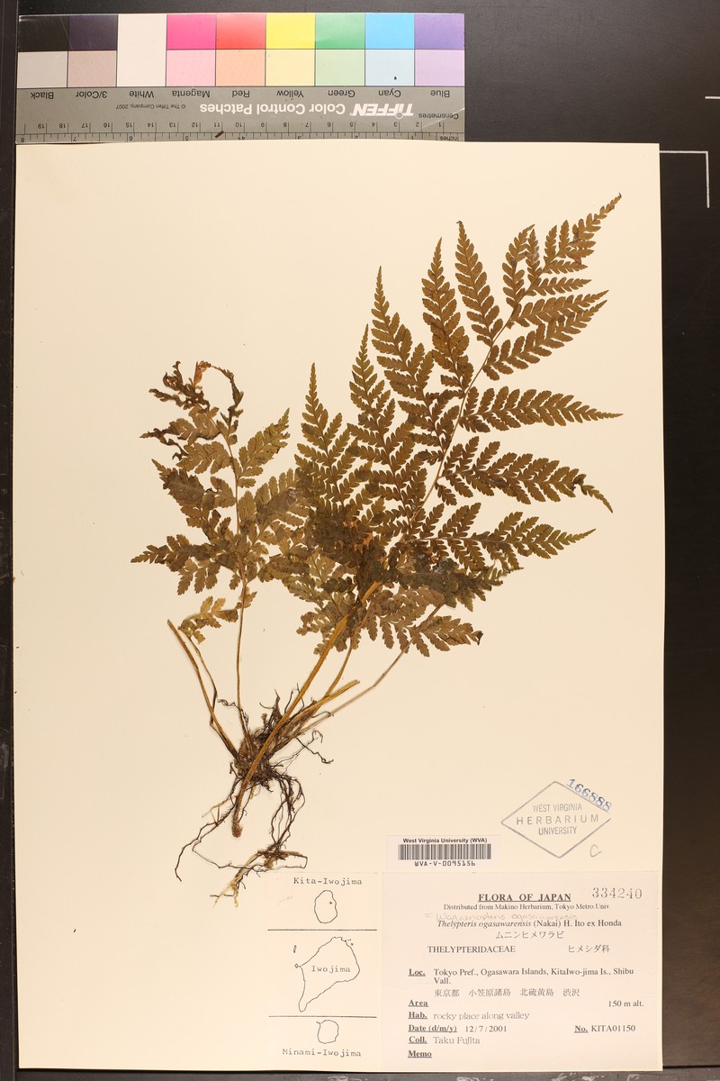 Macrothelypteris ogasawarensis