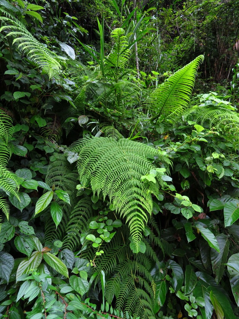 Macrothelypteris ornata