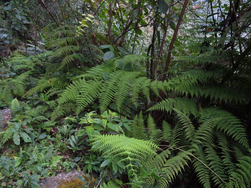 Macrothelypteris ornata photo 2