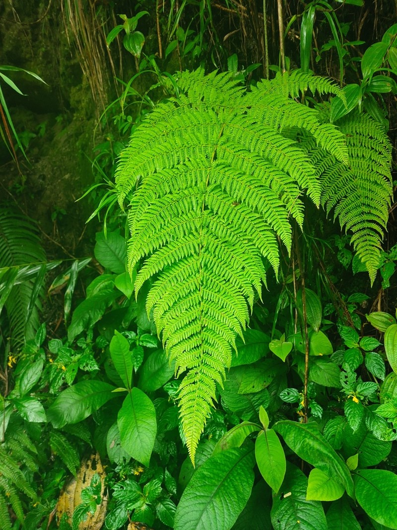 Macrothelypteris ornata photo 3