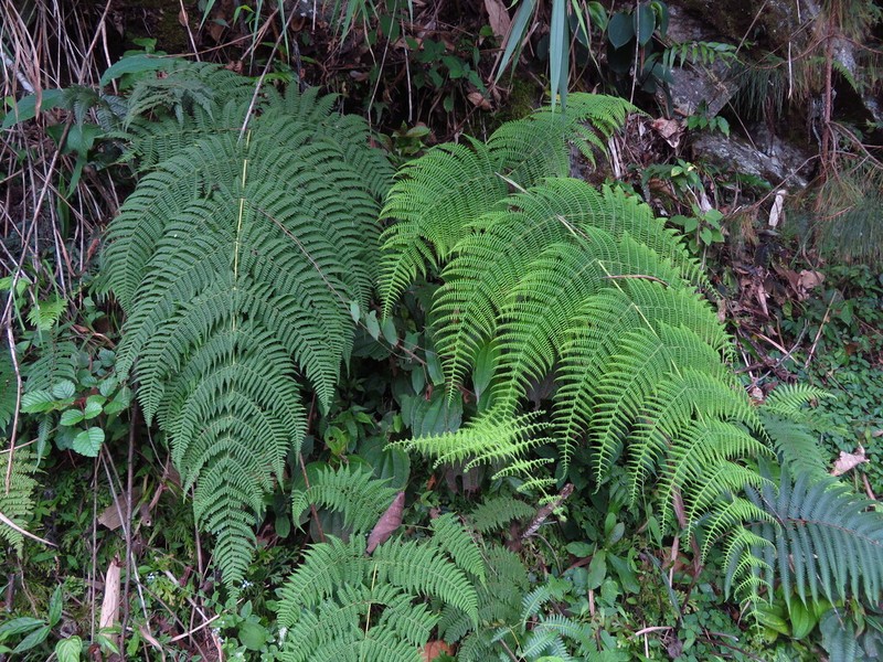 Macrothelypteris ornata photo 4