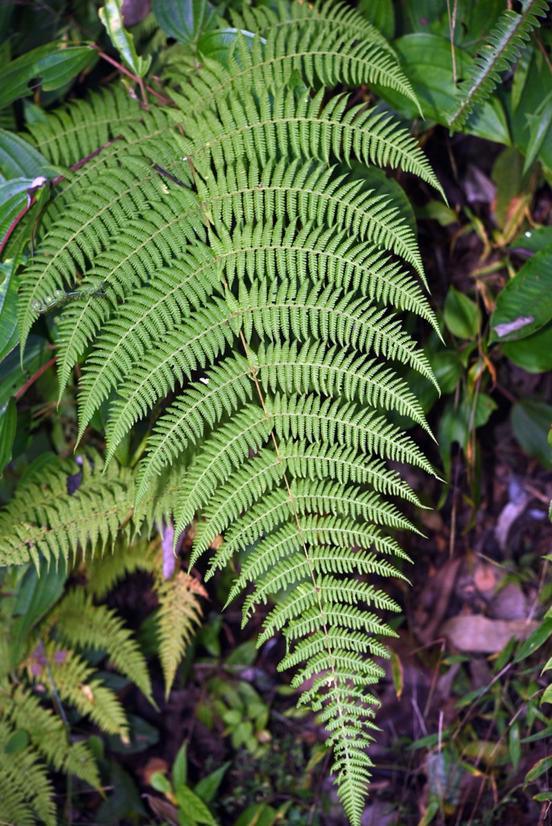 Macrothelypteris ornata photo 5