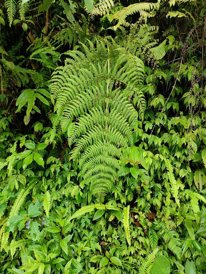 Macrothelypteris ornata photo 6