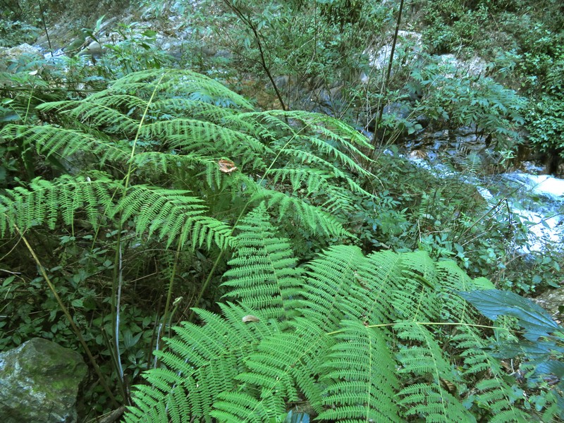 Macrothelypteris ornata photo 7
