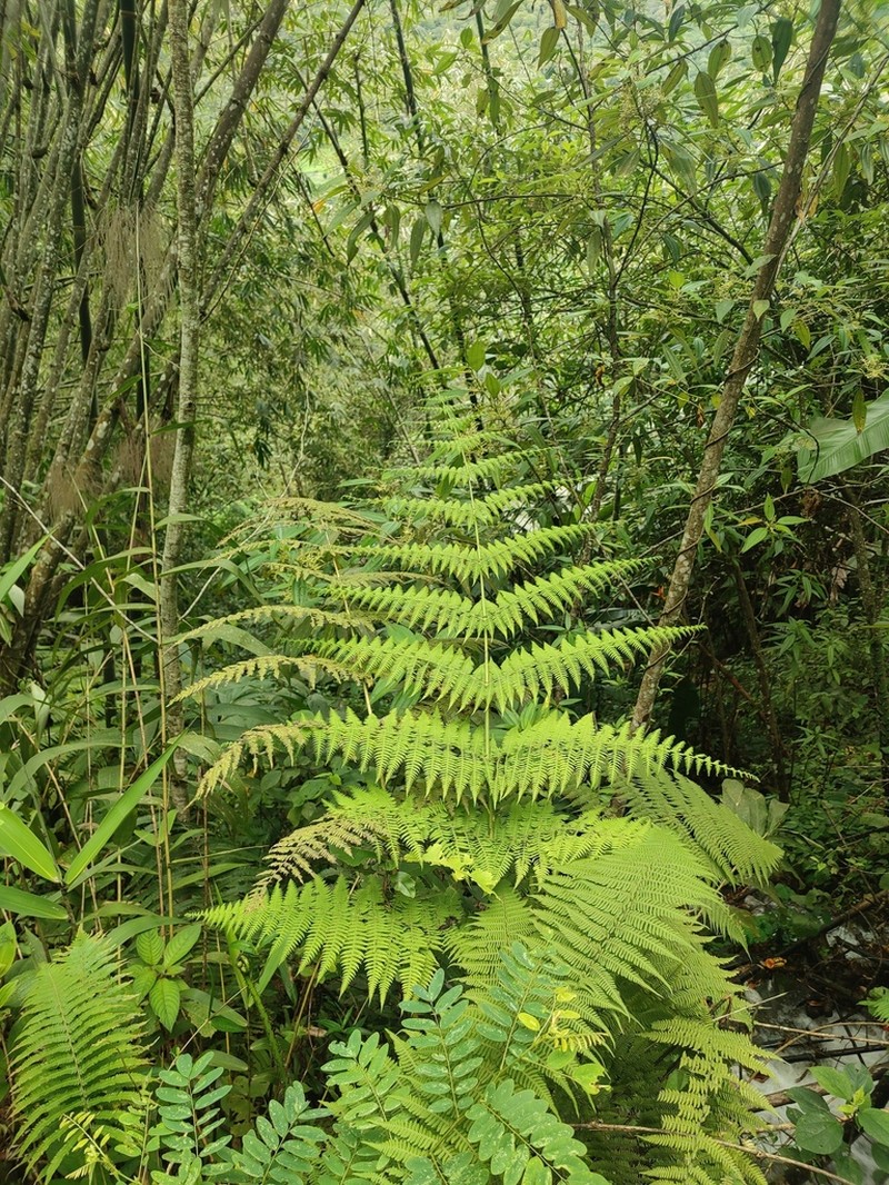 Macrothelypteris ornata photo 8