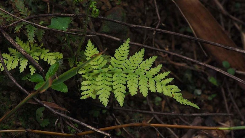 Macrothelypteris polypodioides