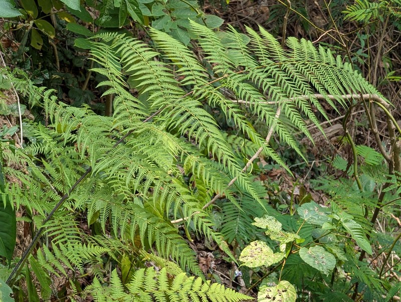 Macrothelypteris polypodioides photo 2