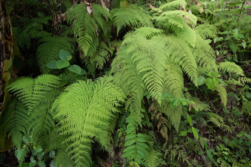 Macrothelypteris polypodioides photo 3