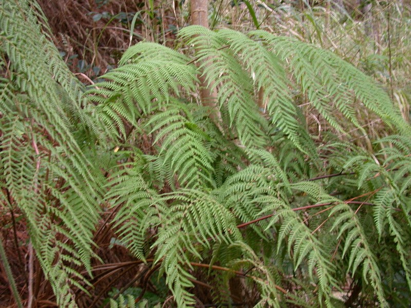 Macrothelypteris polypodioides photo 5
