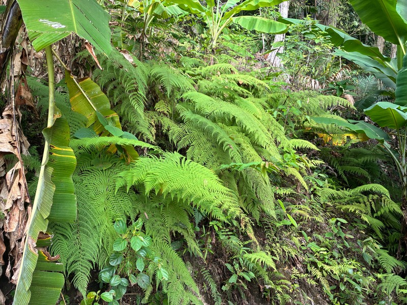 Macrothelypteris polypodioides photo 6
