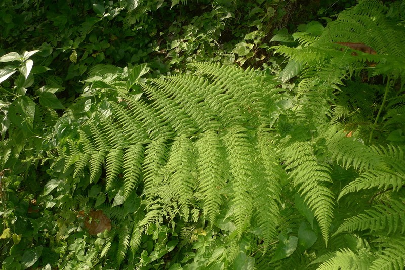 Macrothelypteris polypodioides photo 7