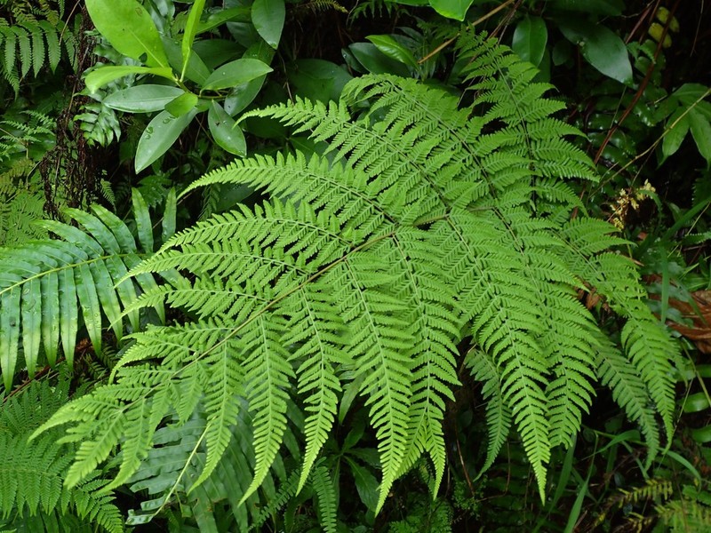 Macrothelypteris polypodioides photo 8