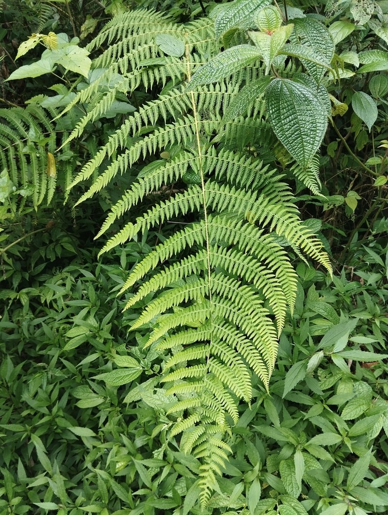 Macrothelypteris setigera