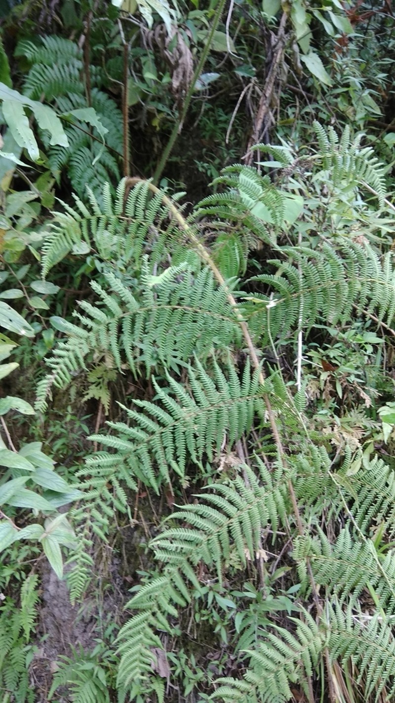 Macrothelypteris setigera photo 2