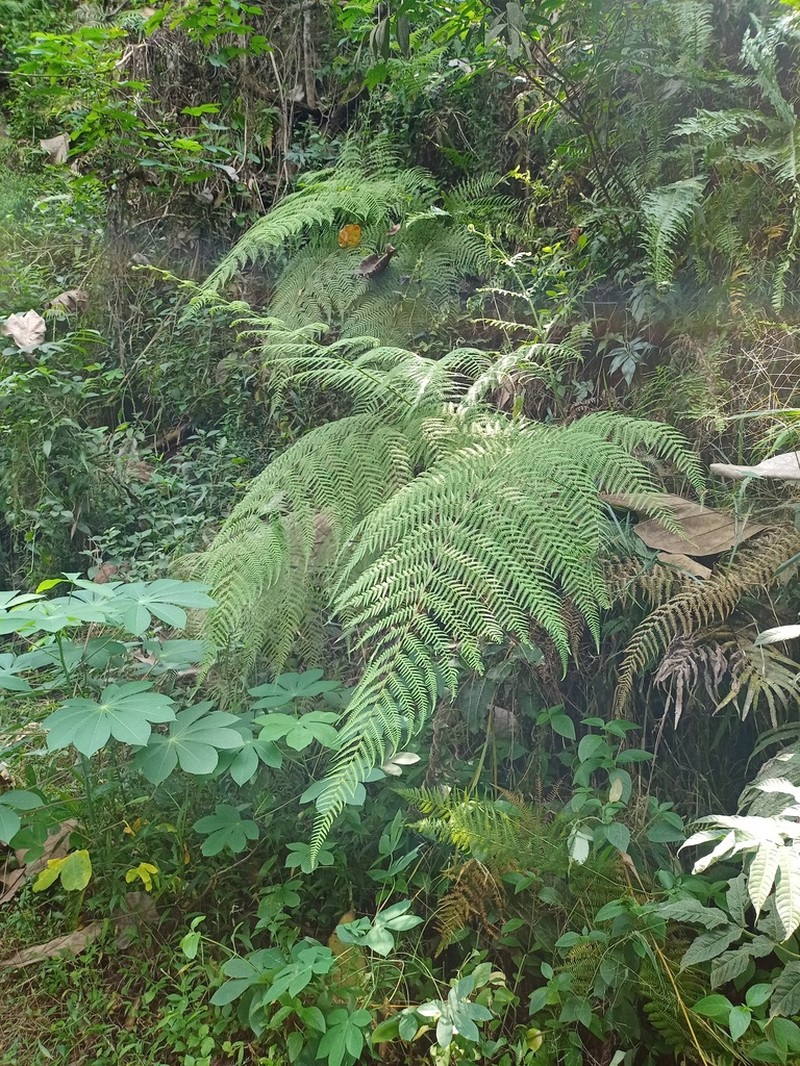 Macrothelypteris setigera photo 3
