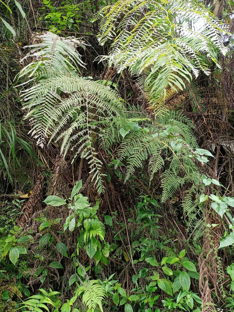 Macrothelypteris setigera photo 4