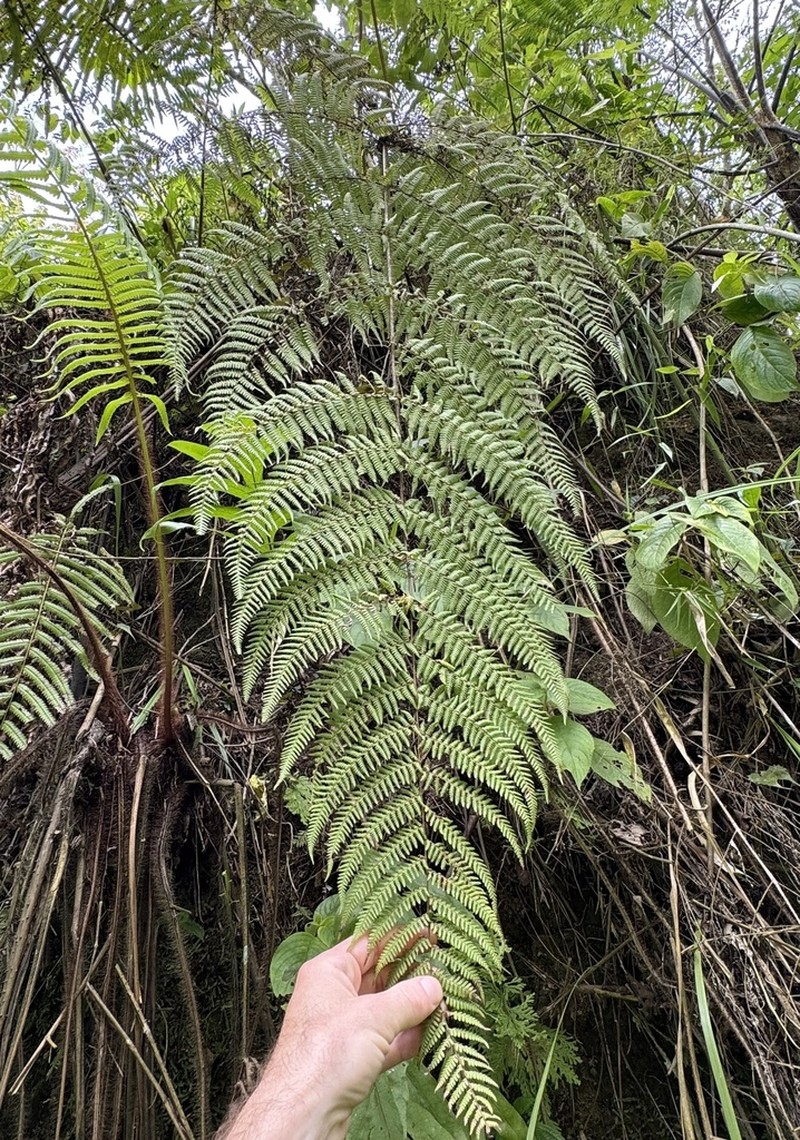 Macrothelypteris setigera photo 5