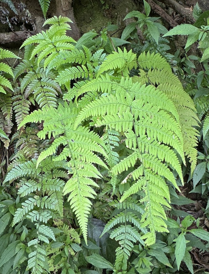 Macrothelypteris setigera photo 6