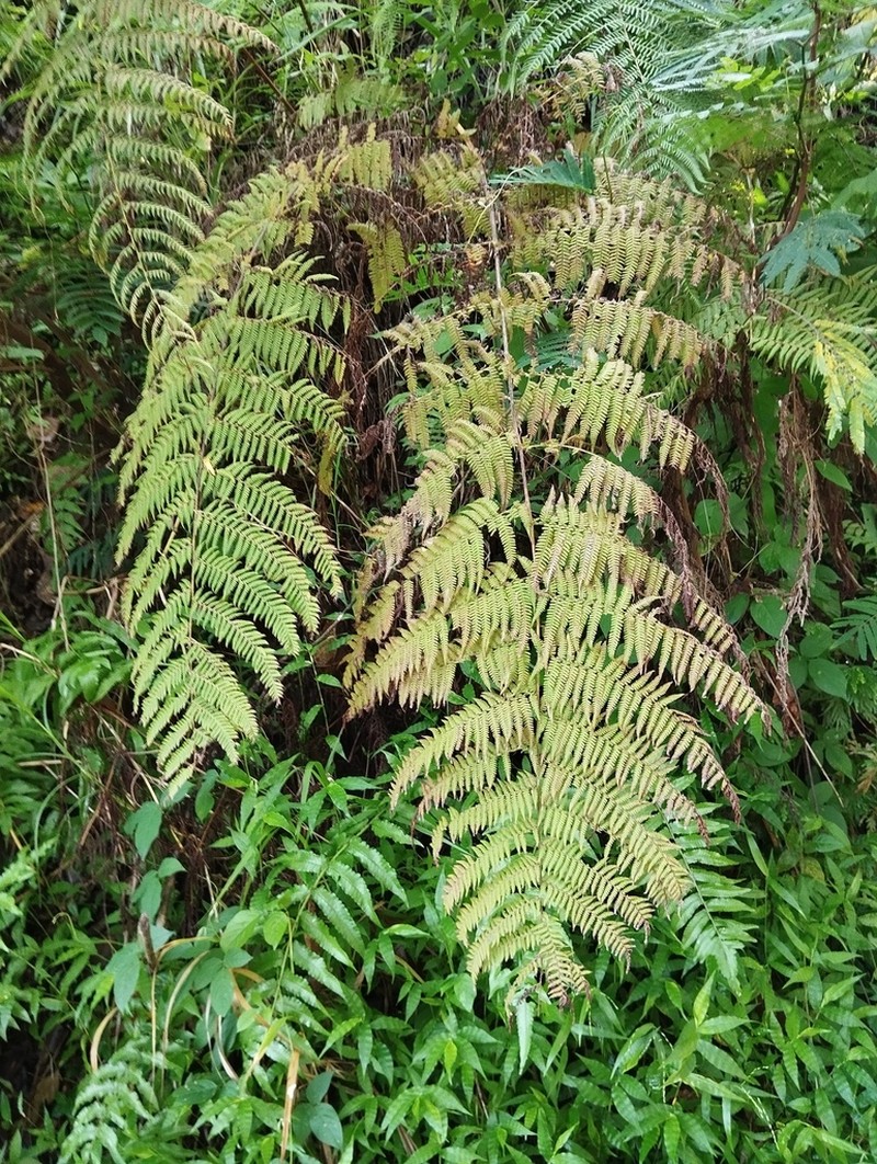 Macrothelypteris setigera photo 7